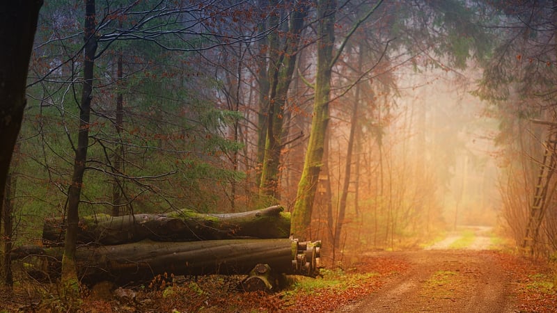 Enchanted Forest
