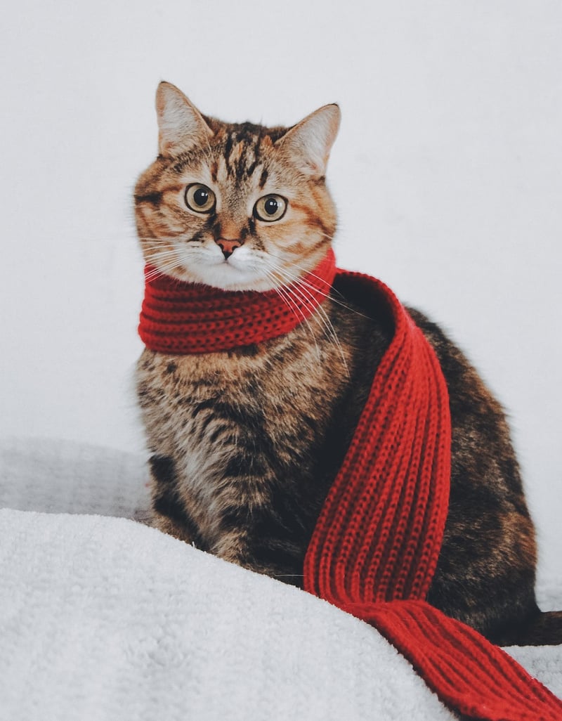 Spellbinding Scarf